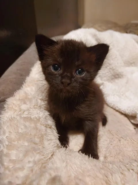 Void kitty I snatched from a job site after she was almost ran over.