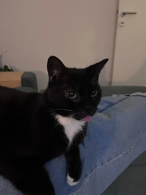 Been quite sad lately. My cat arrives and pulls this move. Thought i’d share it for everyone needing a laugh.