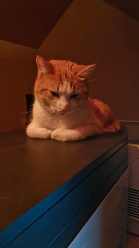 Tribute to my beloved Simba
