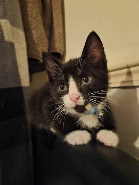 This is our new tiny son, Leo 🦁