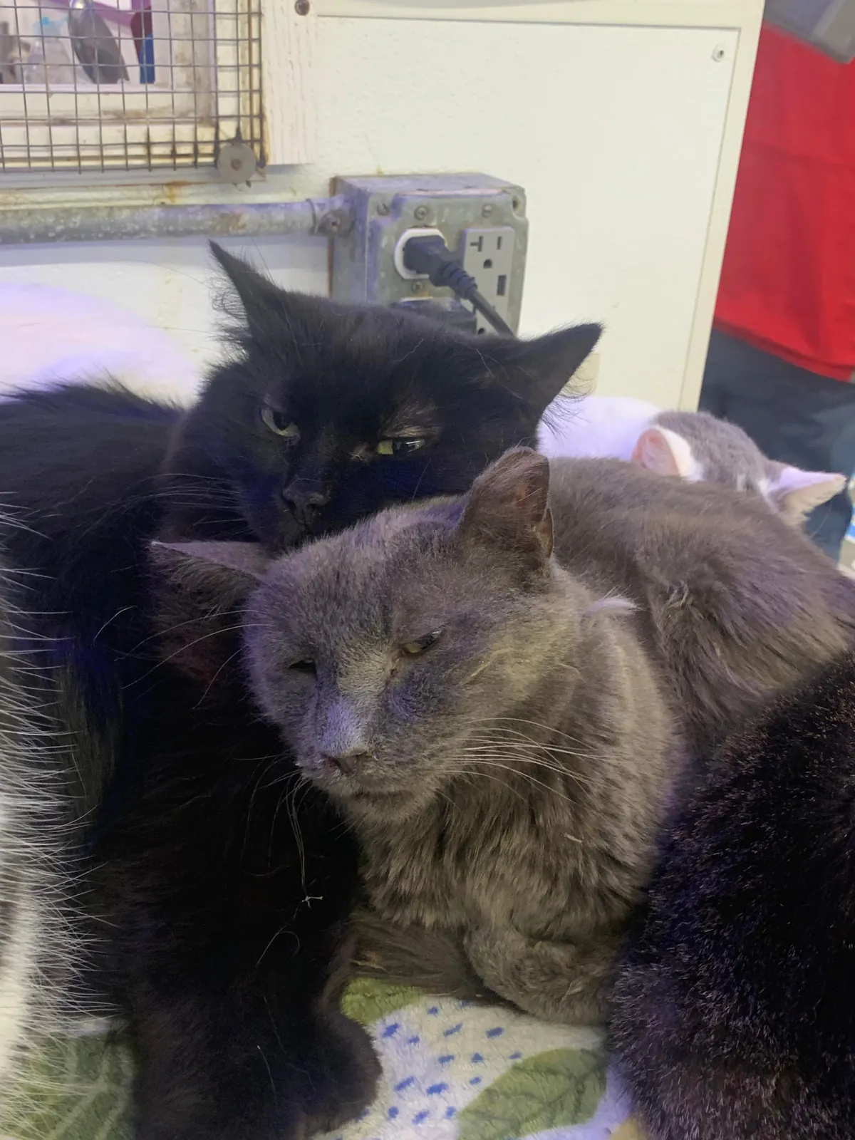 I just hit two years helping at the local animal shelter!