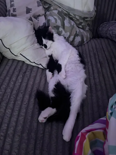 This is Dirtbag. We also call him Rudy. He just woke up after being neutered. He also just pissed all over himself. That’s my boy!!