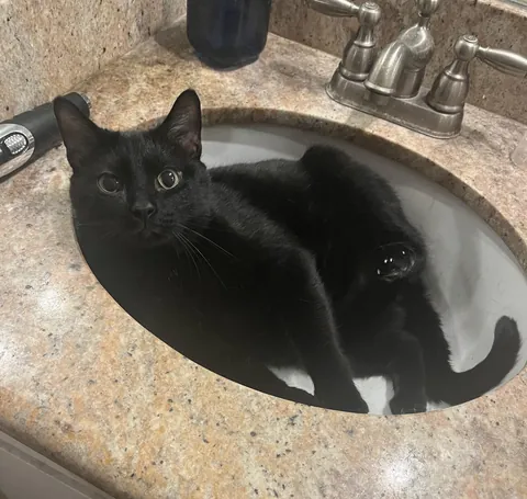 Nibbles in tha sink.