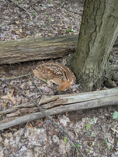 While on a walk in my woods I found a fawn awaiting its mother.