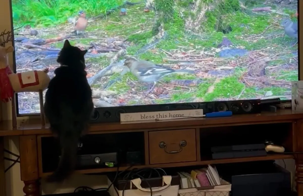 Meet Ahsoka, my brothers' cat