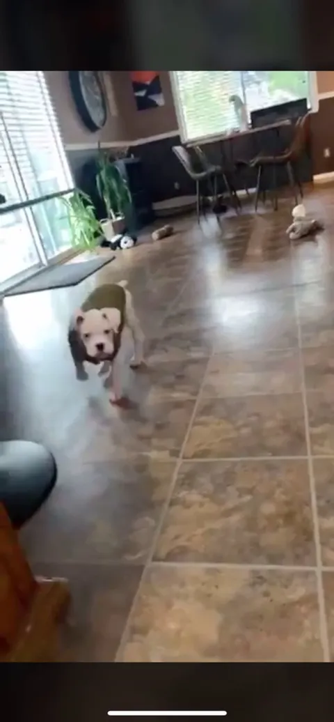 Little woofer don’t know his own strength...