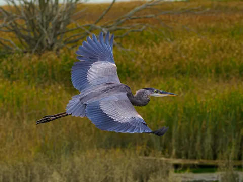Finally got the waiting for it and tracking shot on a blue heron. Nothing unique. But damn I got it