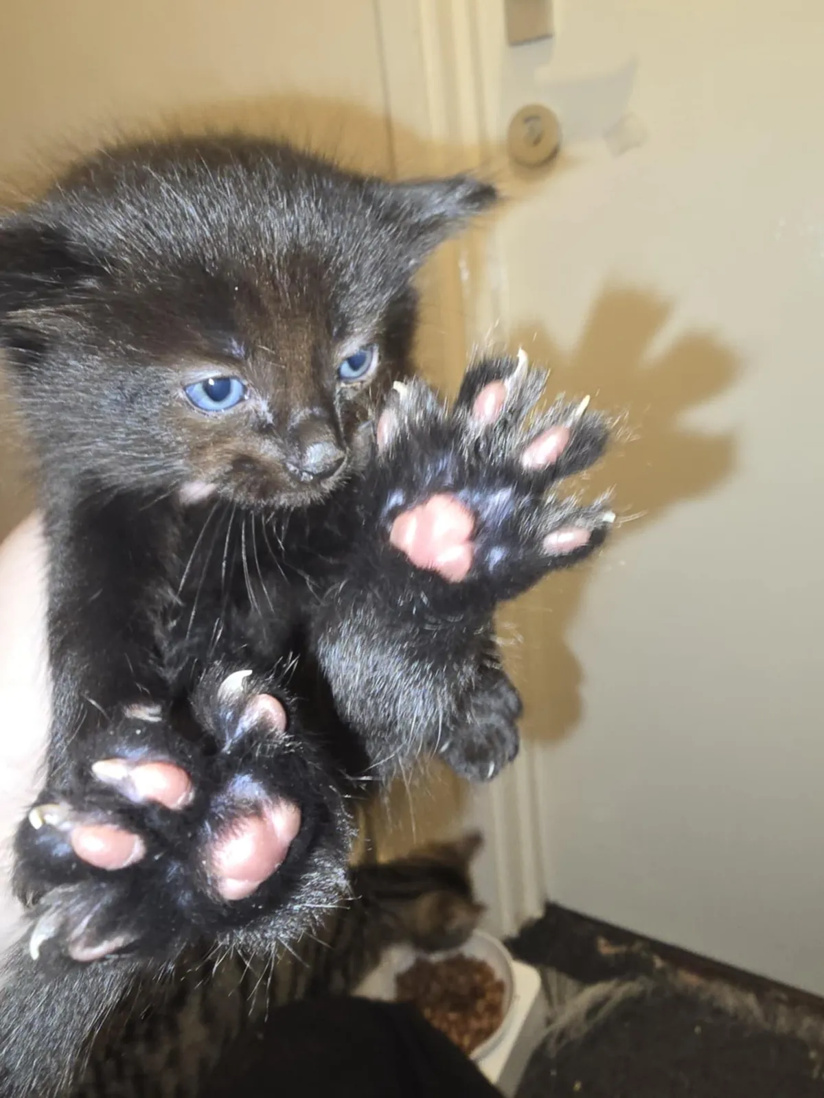 My new kitten, Petrus, sure is a character