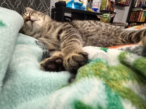 I’m not sure my wife could have been any happier. All 5 found a spot.