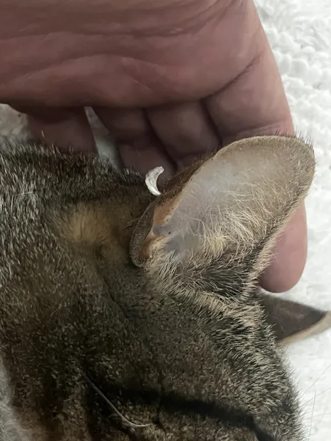 My cat has another cats claw stuck in his ear.