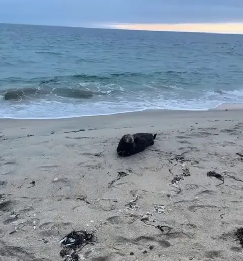 🔥 A sea otter just chilling on the beach