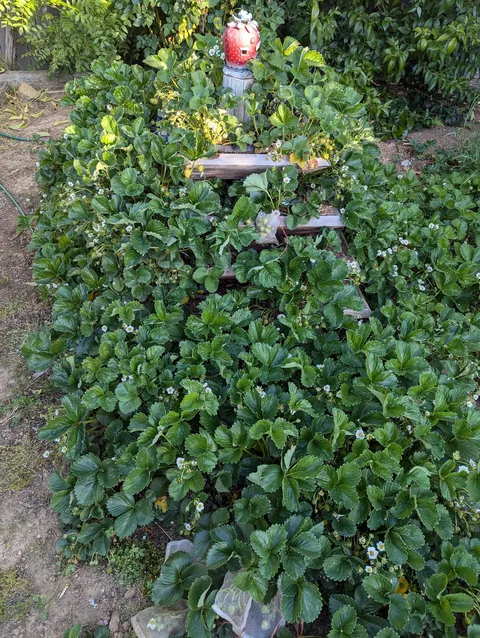 The strawberry pyramid 