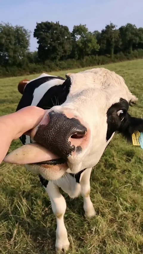 What it’s like trying to pet Panda…