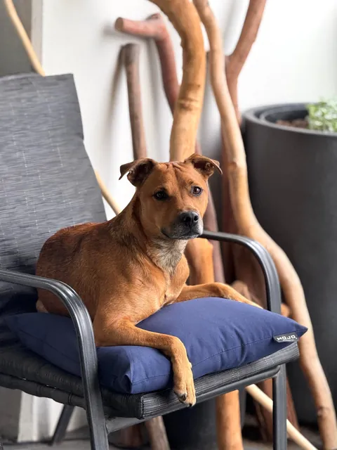 He helps me live a healthy life, both physically and mentally. He’s my little potato, Hector☺️🐕