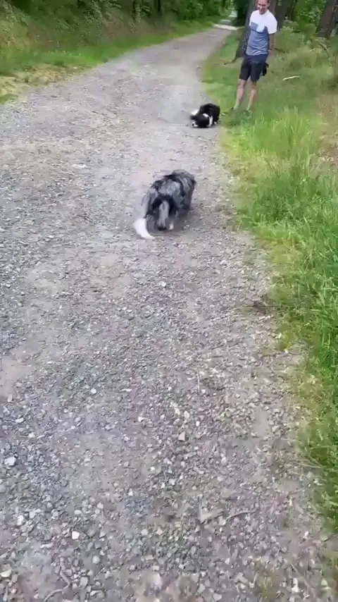 A Border Collie And Aussie Both Letting Each Other Know They Are Not A Threat