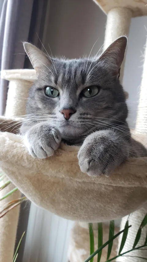 After destroying the couch once again, I’m taking a rest!