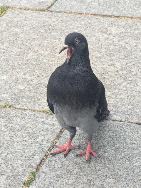 This pigeon just screamed at me and I still don’t know why