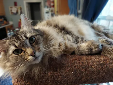 Cat oddly affectionate and needy after we lost our dog