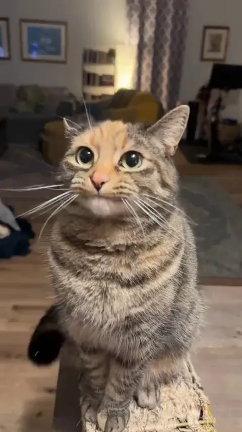 Meow,meow,Meow