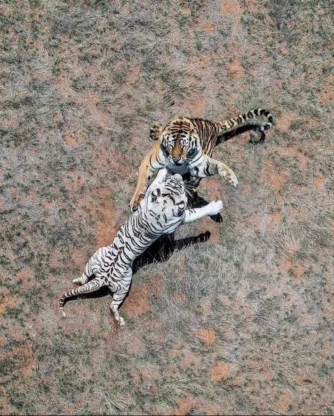 🔥 From Above: Wildlife From a Bird’s Eye View