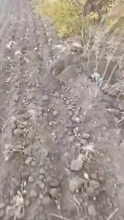 European Hamster defends itself against invaders