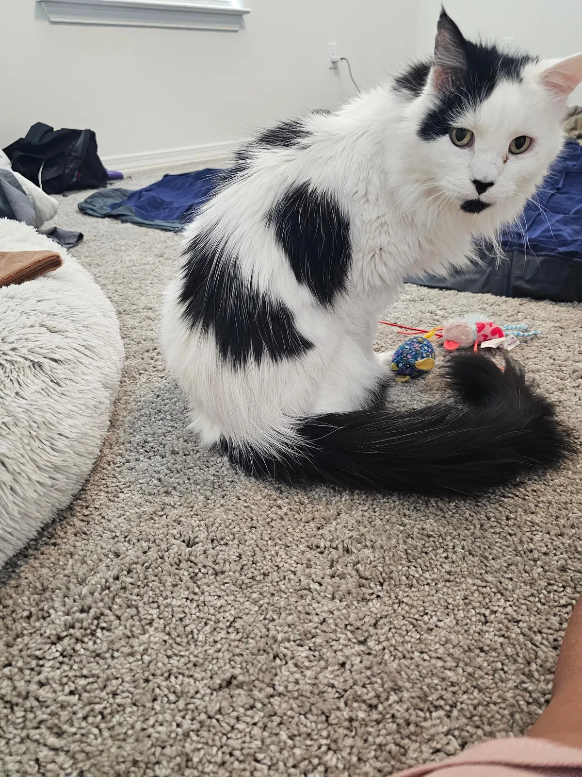 Tomorrow will be Bowies last day. Wish him happy birthday