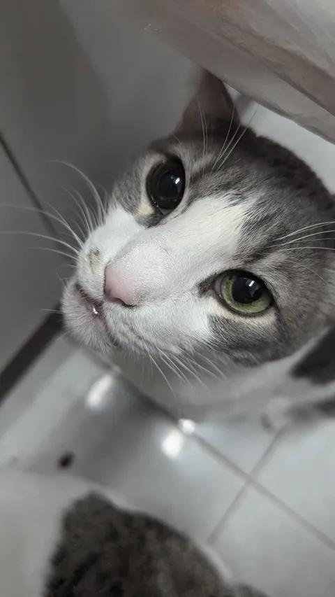 My cat's eye suddenly and gradually darkened