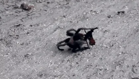 Tarantula Hawk swiftly paralyzes Tarantula and begins dragging it away