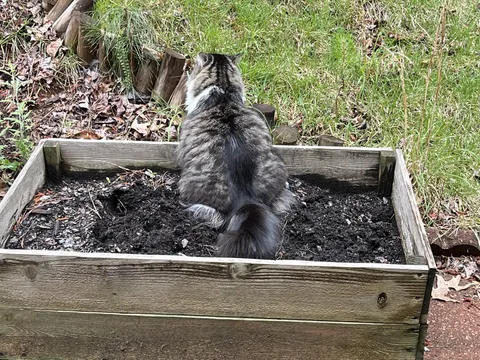 My first raised bed.  How am I doing?