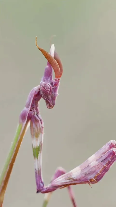 A pink empusa mantis