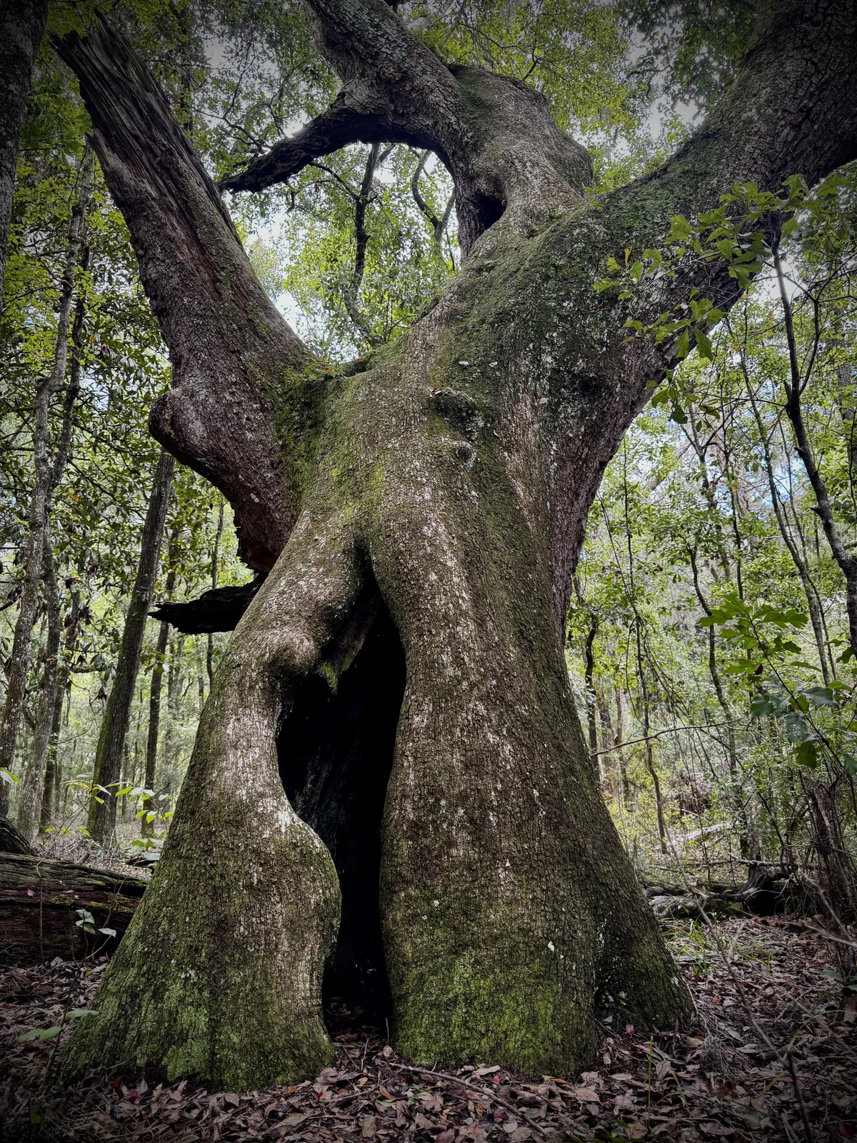 🔥Crazy looking tree I saw in the woods