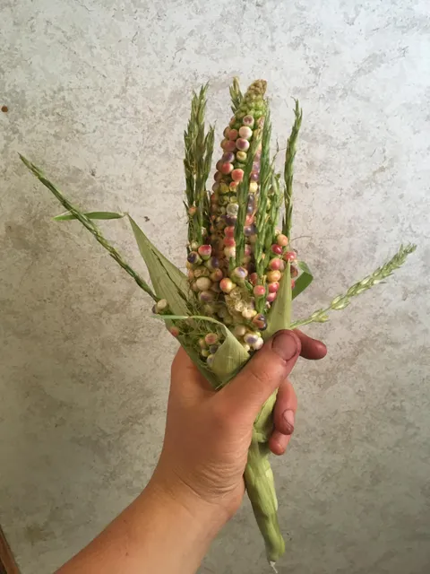 In my bed of Painted Mountain Flour Corn and a few weeks away from harvest, I found this peculiar corn with tassels and toppled over. This is my first year, yet I've seen this hermaphroditism and the MESS (Multiple Ears Same Shaft) condition before in my plants. Explanation? Cause? TY