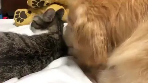 Dog keeps insisting the cat should move over even though the cat absolutely refuses to move an inch