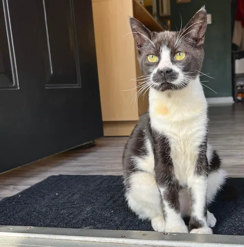 Cosmo’s ✨transformation✨