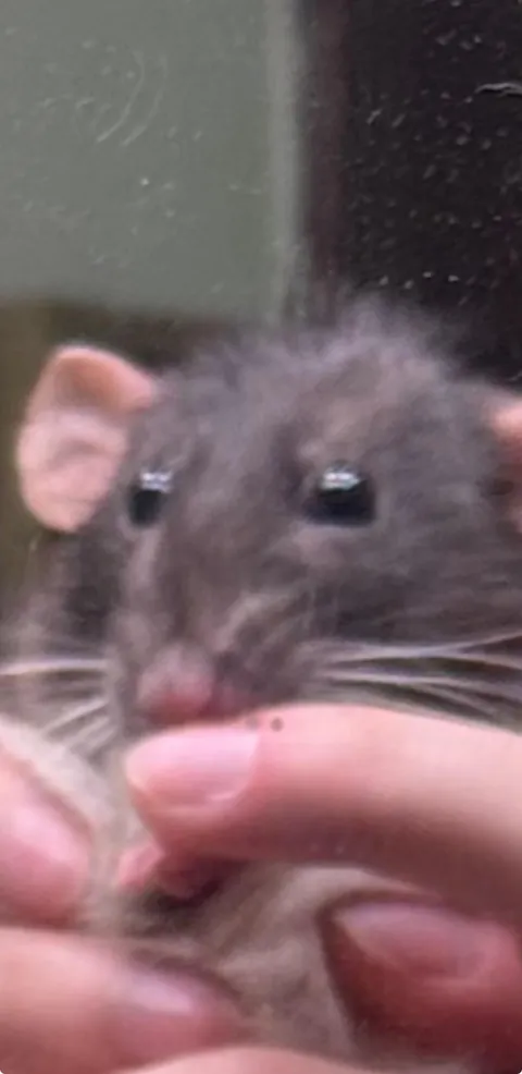 What’s Spork thinking when she sees her reflection?