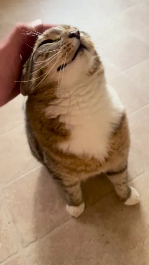 Why does he look up when getting pets