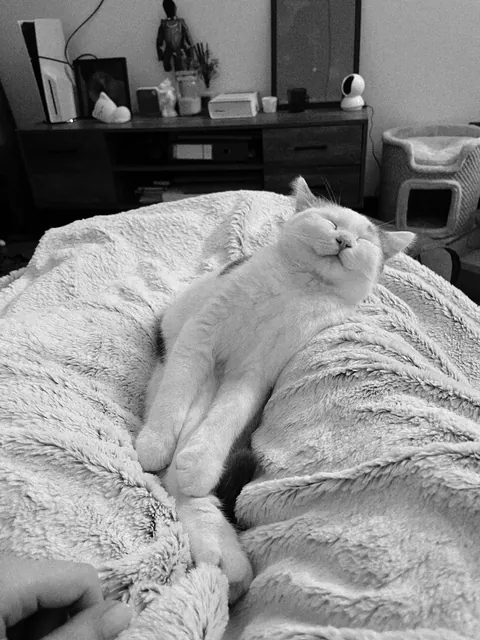 A little sleepy cloud ☁️🤍