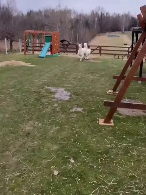 In case you've never seen Alpacas prancing before....