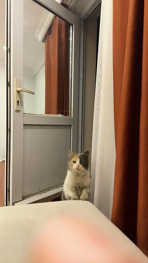 She climbed the tree, jumped onto the balcony of the house and got in. She now lives in the house.