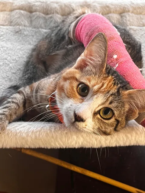 Fractured leg doesn’t stop  Aurea from showing how fabulous she is.