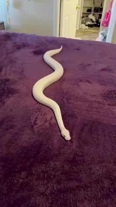 Snake just vibing on a plush blanket