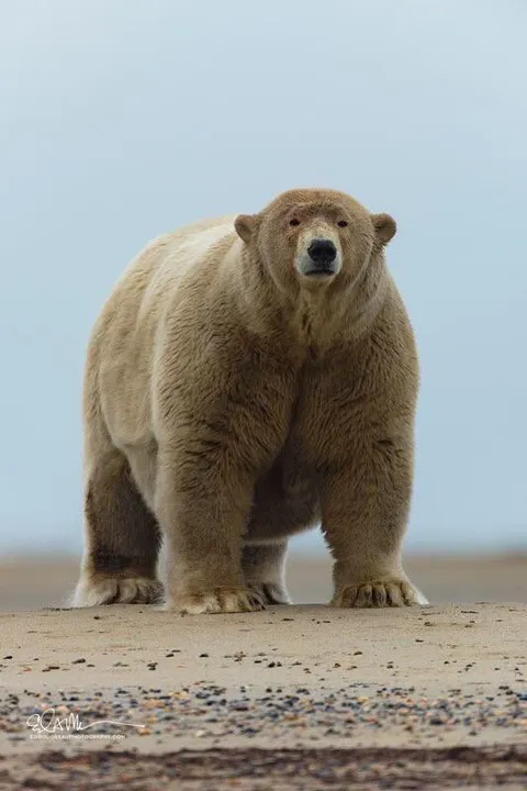 🔥 Absolute Unit of a Polar Bear 🔥