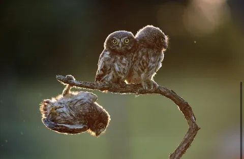 🔥 A collection of the winning photos of the Wildlife Comedy Awards Winners (2017).