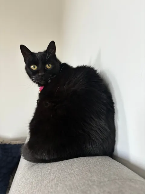 Today is my Jazz’s 14th birthday