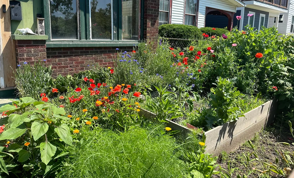 Before and After: We turned our lawn into a wildflower garden a few years back. It is now the joy of our summer!