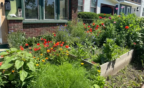 Before and After: We turned our lawn into a wildflower garden a few years back. It is now the joy of our summer!