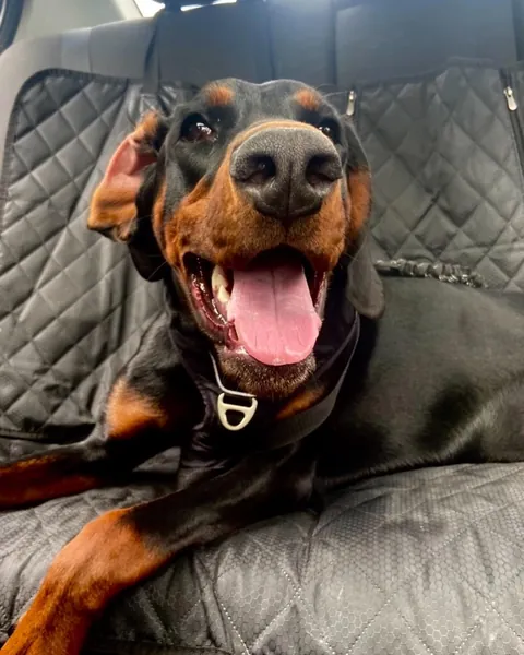 My fav funny pics of my two dogs Athena and Aurora