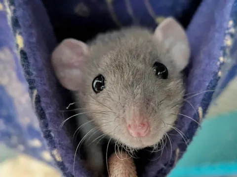 Quirk is such a cute little Linklet