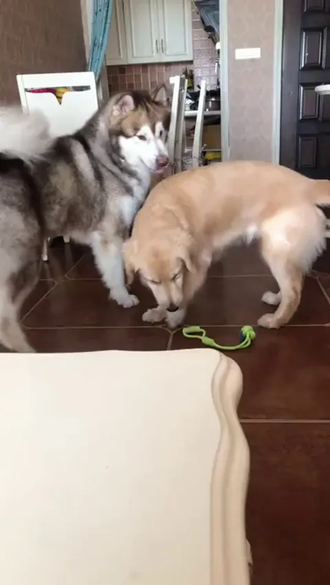 What did I tell you guys about roughhousing