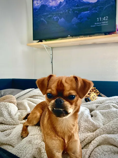 Folks call him DA BOY round these parts, his legal name is Mo